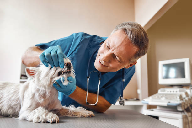 Best Emergency X-Rays and Diagnostics in Morton, TX